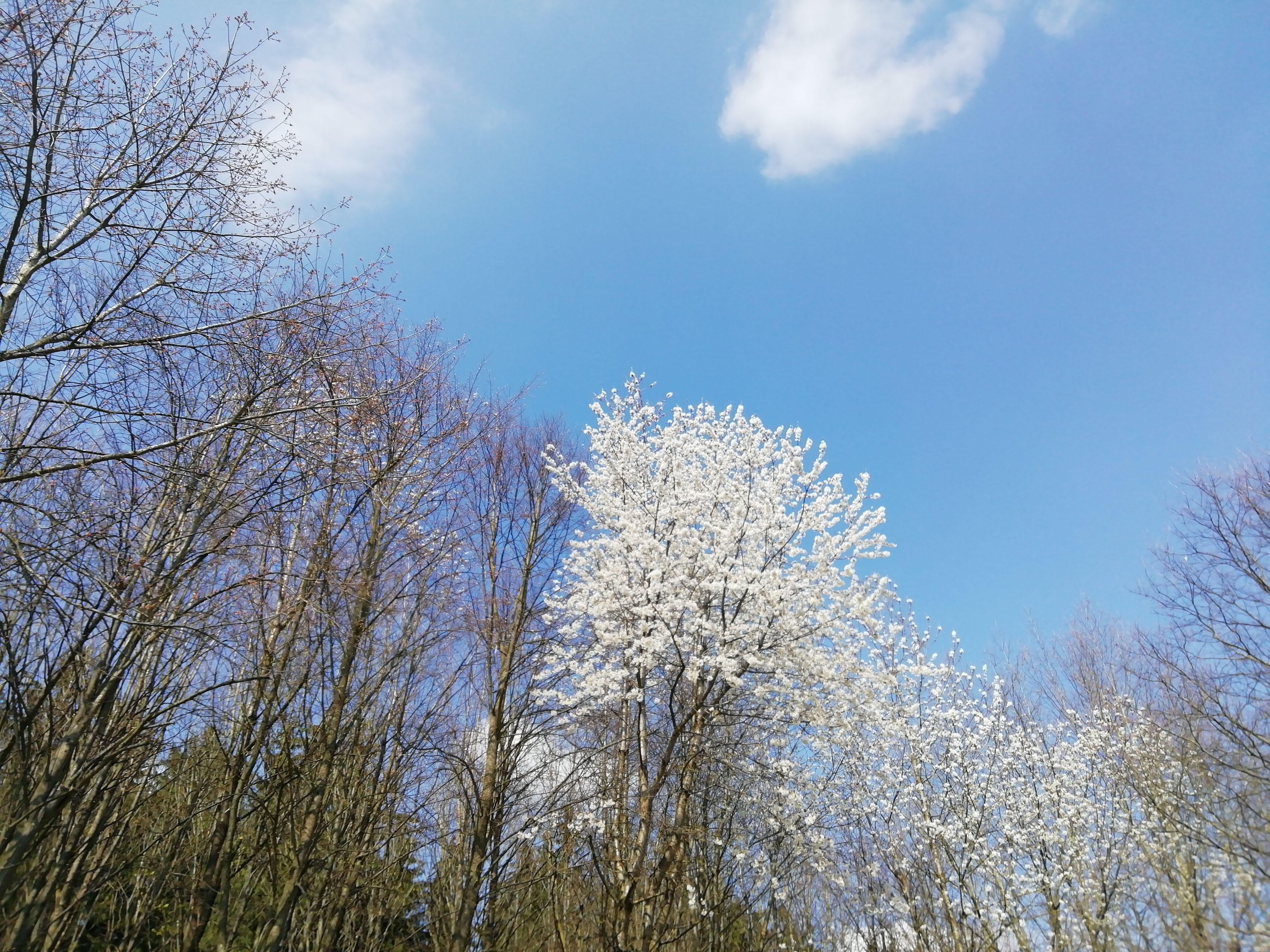 Aprilwetter 2019 anfangs recht warm. Beginnende Kirschblüte schon Anfang April
